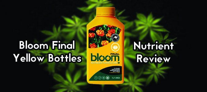 bloom final yellow bottles review