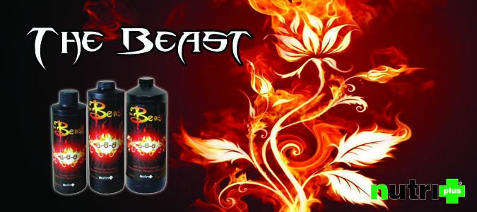 nutri plus the beast