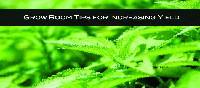 grow room tips