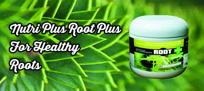 nutri plus root plus blog